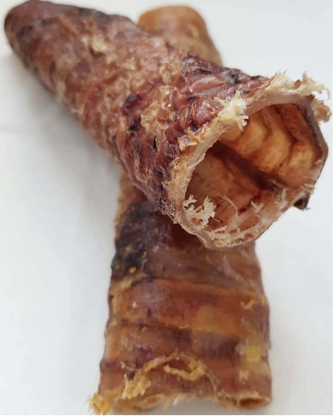 Friends and Canines | Moo Tubes Trachea