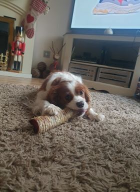 Trachea | Friends and Canines