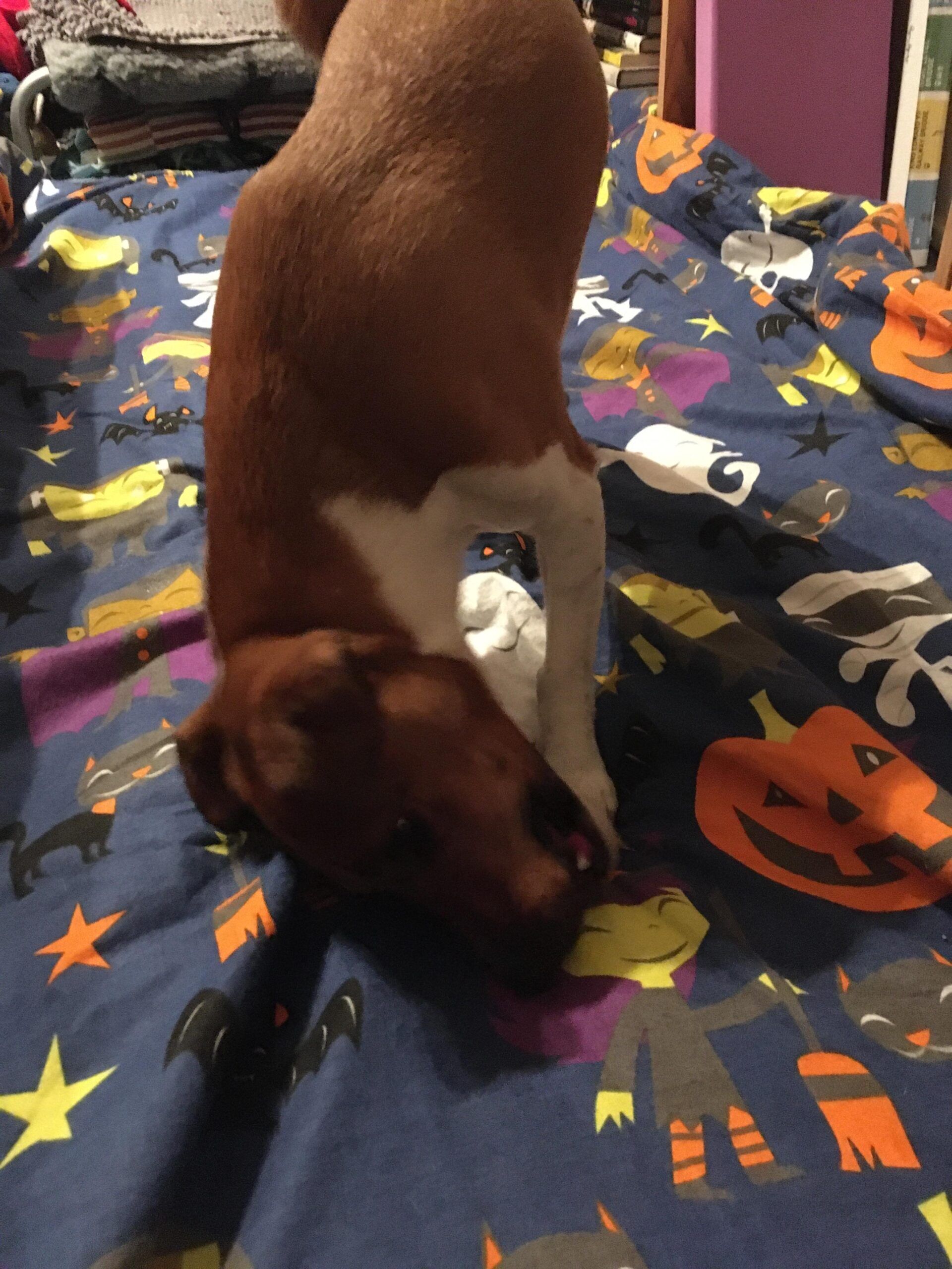 Extra Long Rabbit Pelt | Friends and Canines