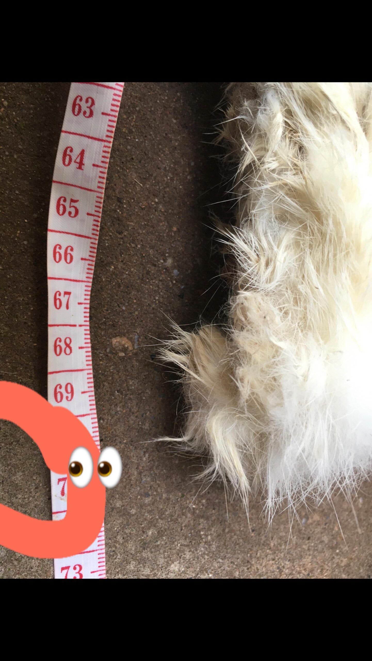 Extra Long Rabbit Pelt | Friends and Canines