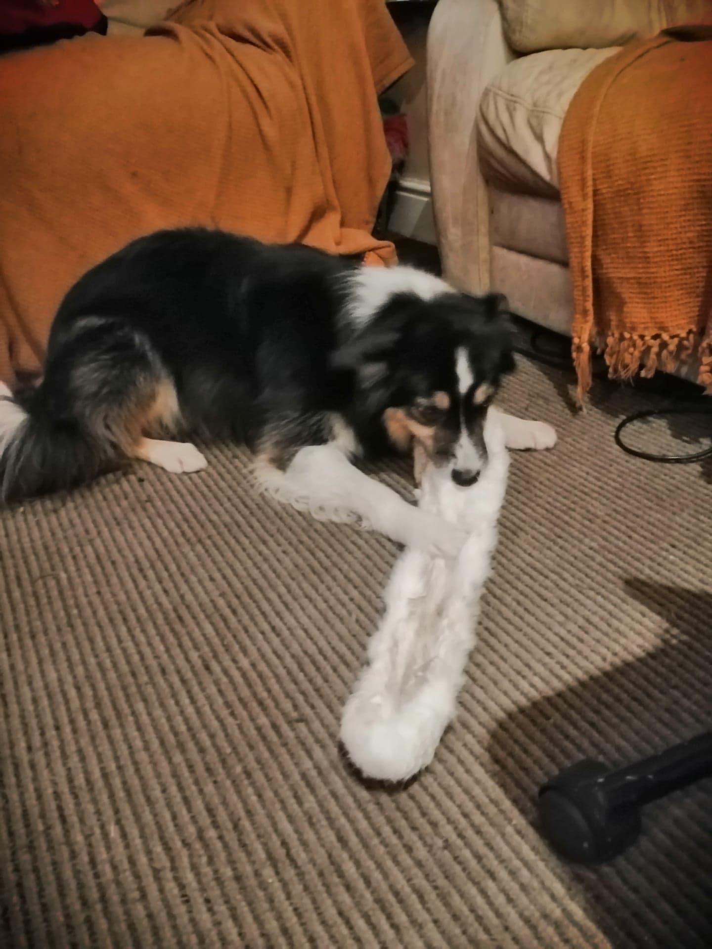Extra Long Rabbit Pelt | Friends and Canines