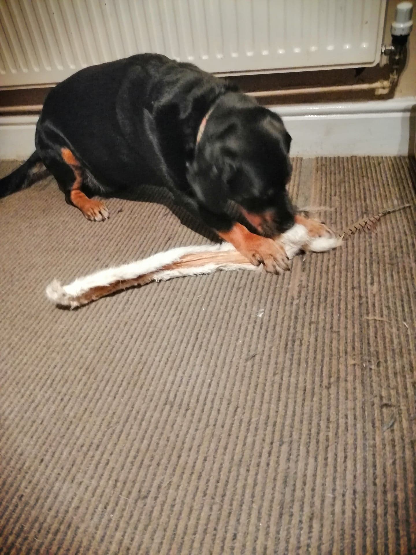 Extra Long Rabbit Pelt | Friends and Canines