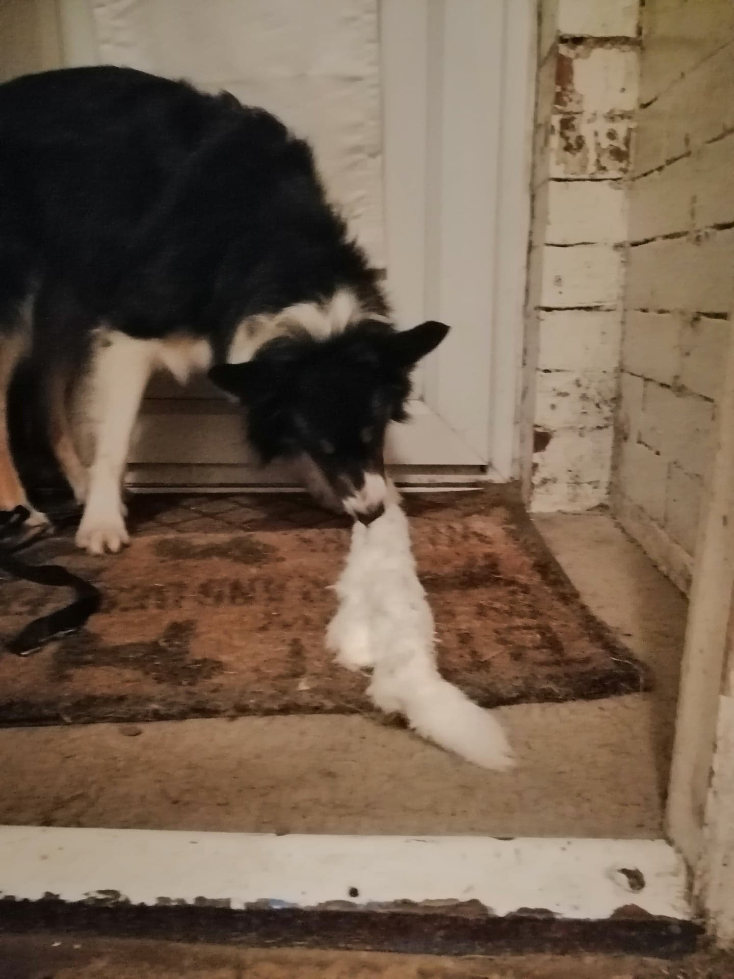 Extra Long Rabbit Pelt | Friends and Canines