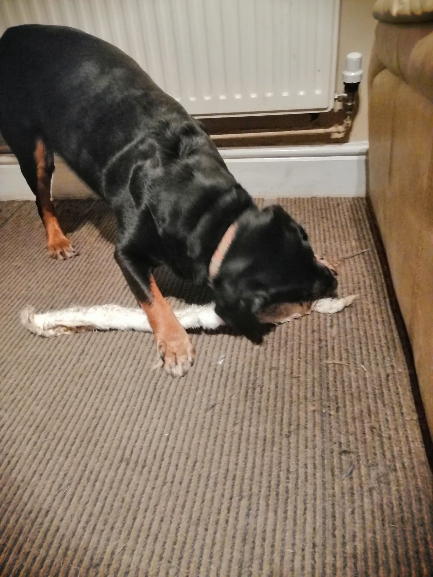 Extra Long Rabbit Pelt | Friends and Canines