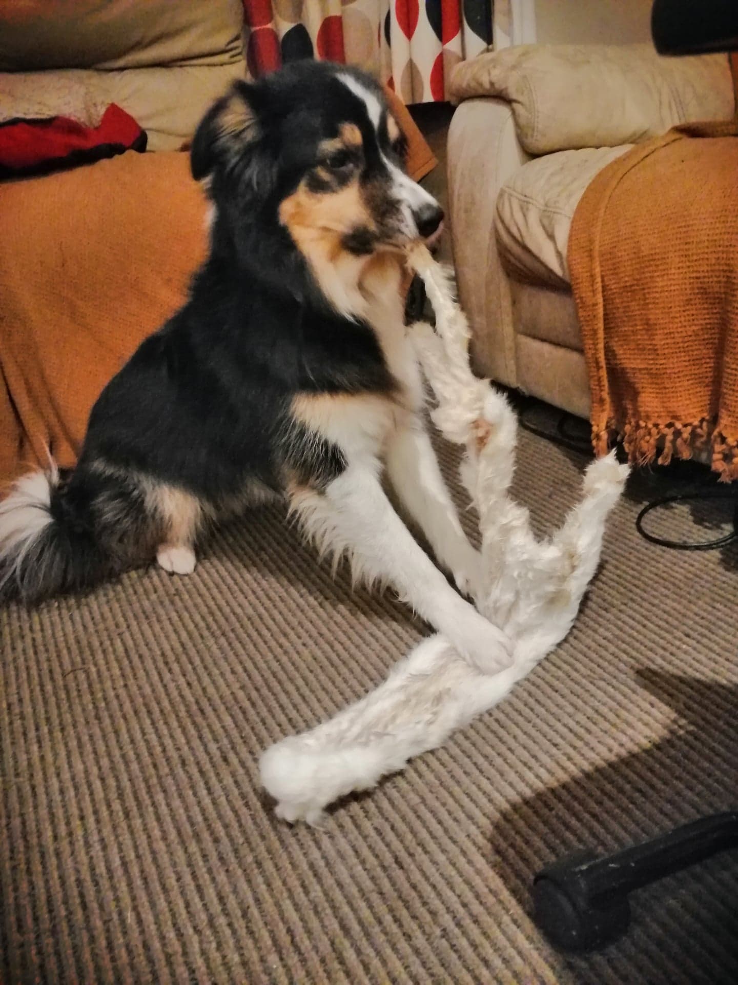 Extra Long Rabbit Pelt | Friends and Canines