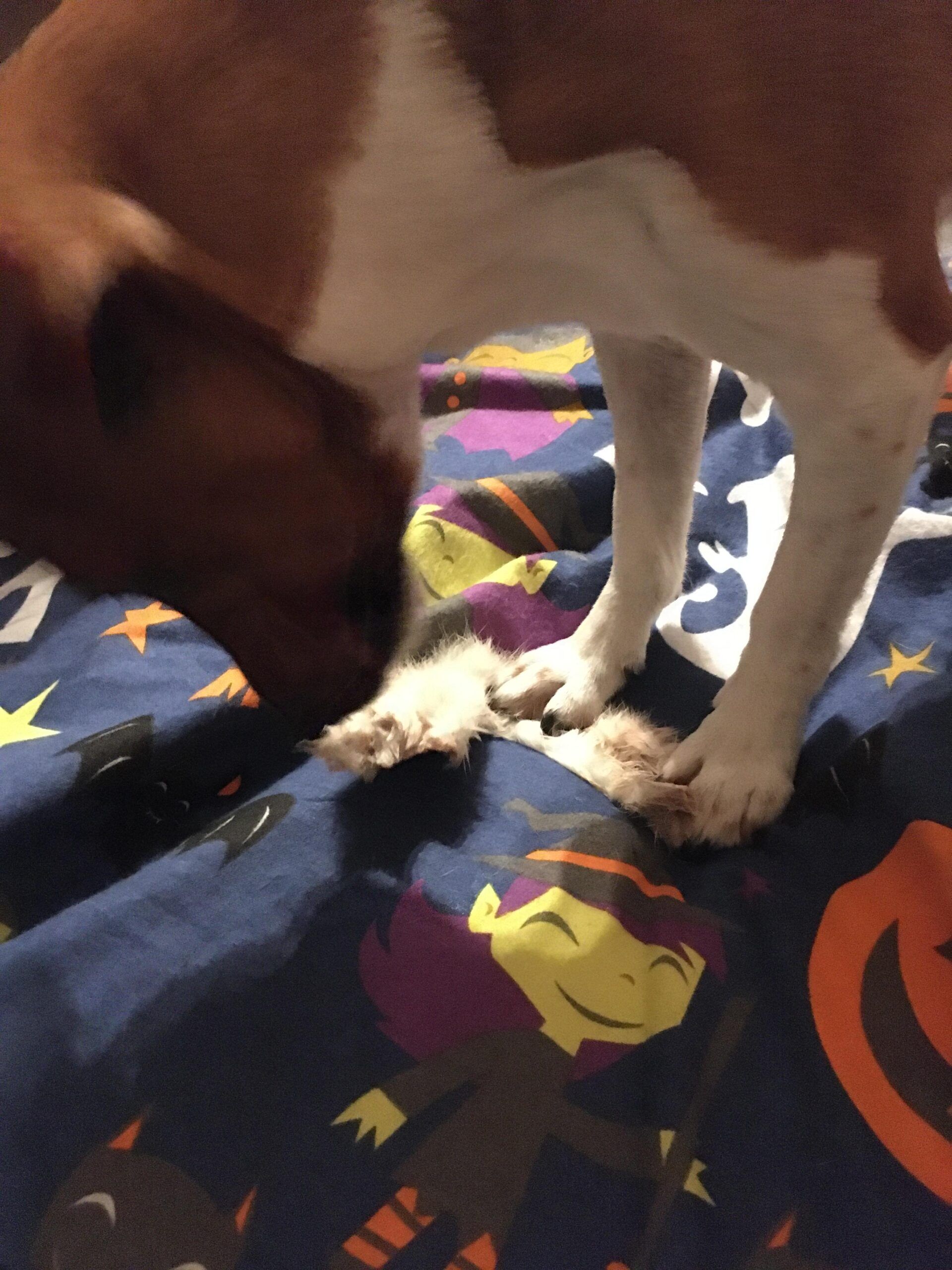 Extra Long Rabbit Pelt | Friends and Canines