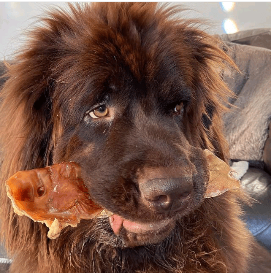 Moon Bone from Friends and Canines