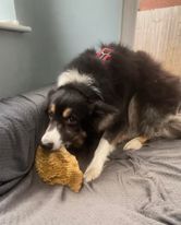 Beef Honeycomb from Friends and Canines