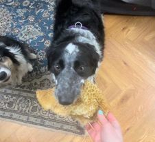 Beef Honeycomb from Friends and Canines