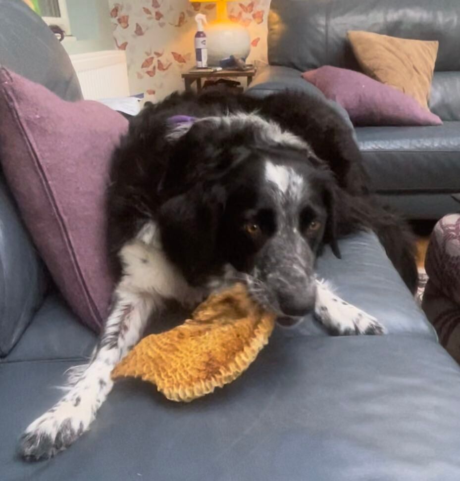 Beef Honeycomb from Friends and Canines