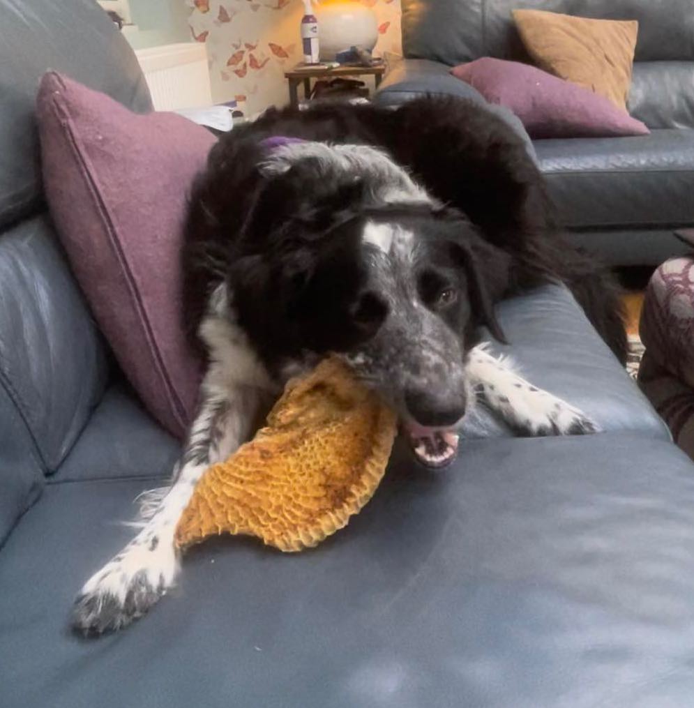 Beef Honeycomb from Friends and Canines