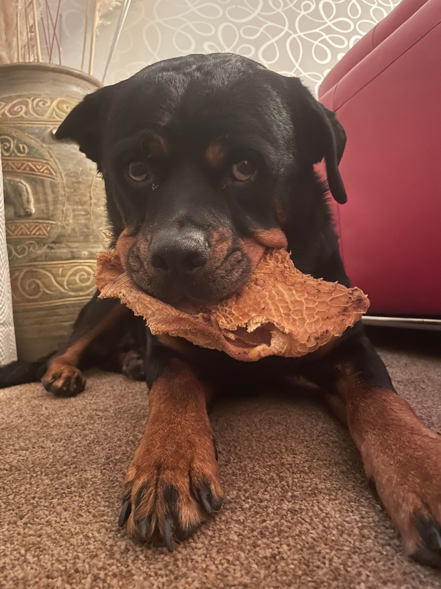 Beef Honeycomb from Friends and Canines