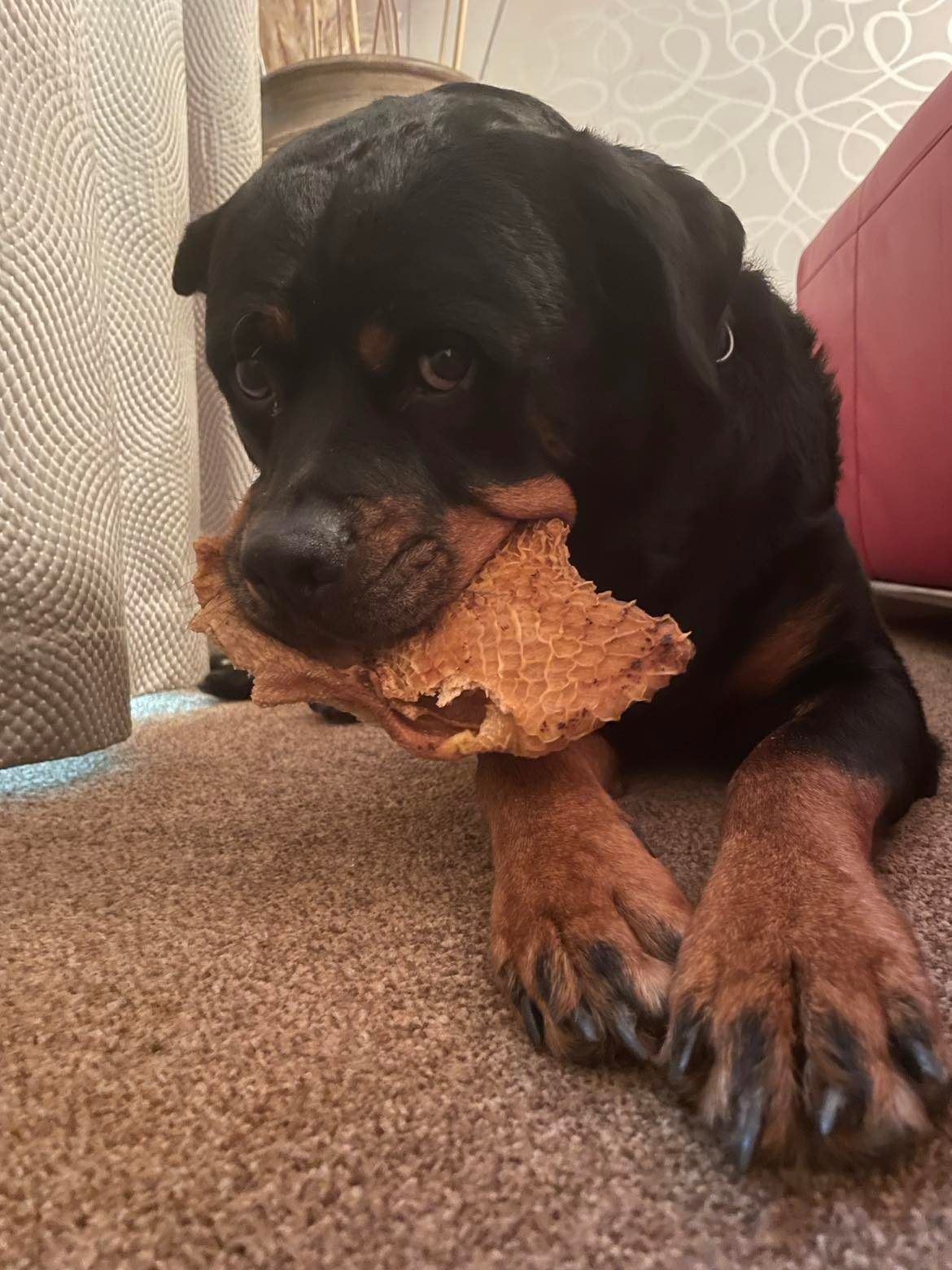 Beef Honeycomb from Friends and Canines