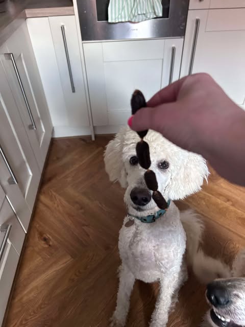 Pork Sausages from Friends and Canines