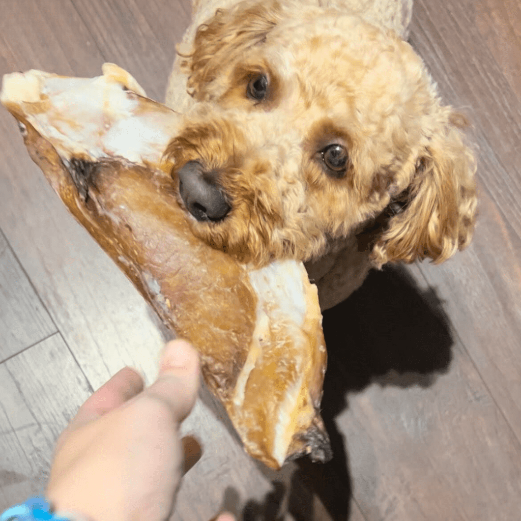 Moon bones for dogs from Friends and Canines