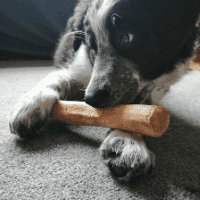 Puppy with coffeewood chew
