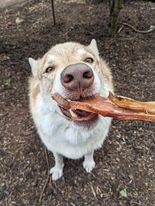 moon bones for dogs from Friends and Canines